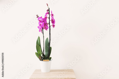 purple orchid on background white wall