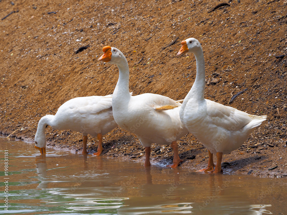 Obraz premium Duck in pond