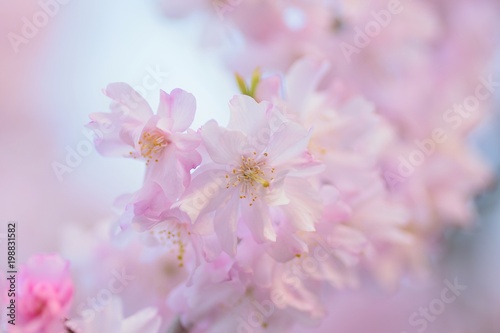Macro texture of Japanese Pink Weeping Cherry Blossoms in horizontal frame