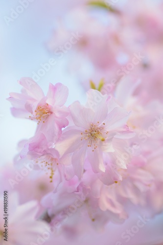 Macro texture of Japanese Pink Weeping Cherry Blossoms in vertical frame