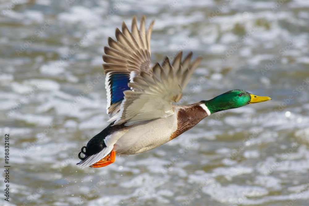 A duck mallard flies over the waters of a forest lake. A duck mallard flies over the waters of a forest lake.