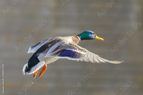 A duck mallard flies over the waters of a forest lake.