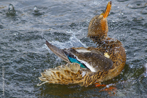 A wild duck mallard splashes in the water of a forest lake.