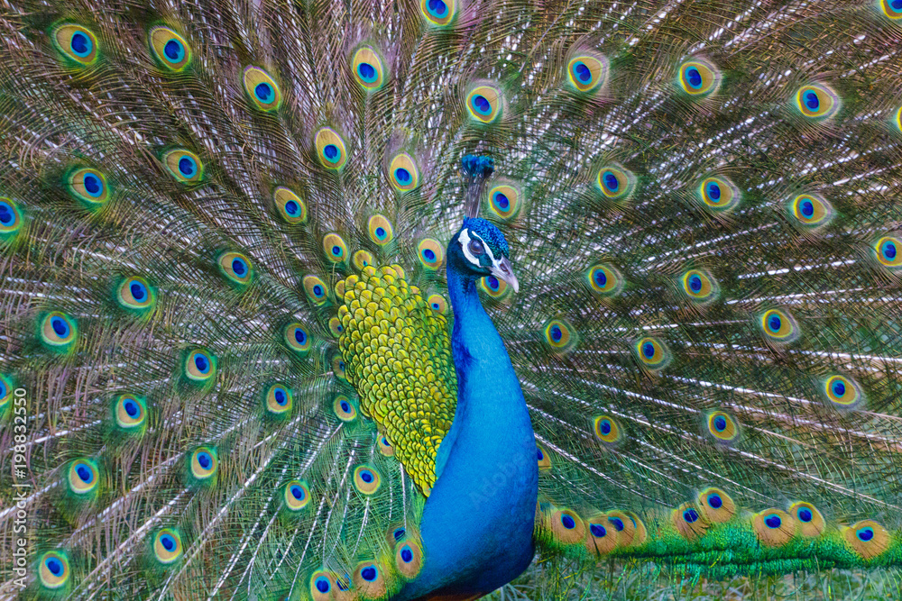 Obraz premium A bright peacock walks along the grass and shows his beautiful plumage.