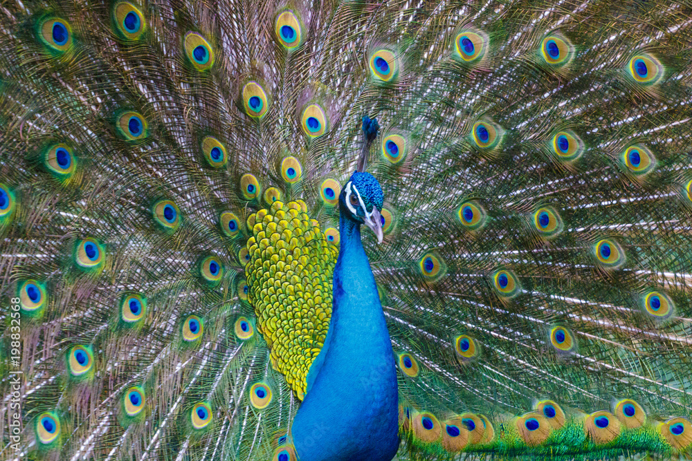 Obraz premium A bright peacock walks along the grass and shows his beautiful plumage.