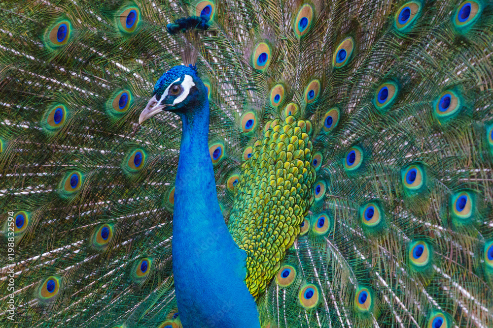 Fototapeta premium A bright peacock walks along the grass and shows his beautiful plumage.
