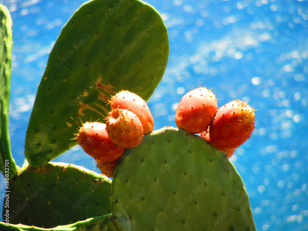 Prickly pear cactus with fruit