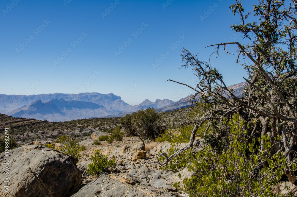 View on mountains in Oman with bush in foreground