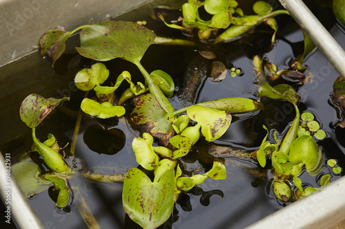 Green underwater plant