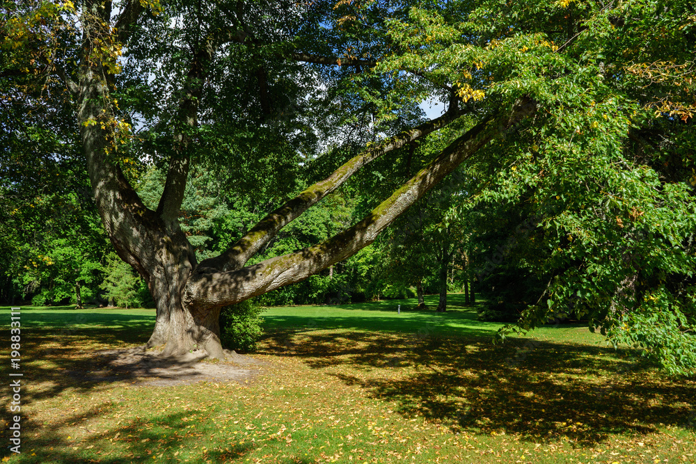 Fototapeta premium Botanical Garden Palanga, linden
