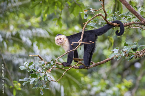 White-faced Capuchin - Cebus capucinus, beautiful bronw white faces primate from Costa Rica forest. photo