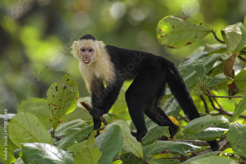 White-faced Capuchin - Cebus capucinus, beautiful bronw white faces primate from Costa Rica forest.