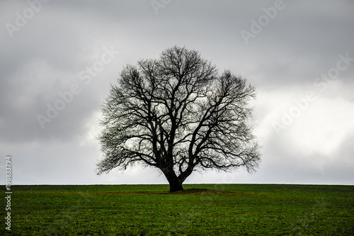 Winter time landscape image of Tree or green field, meadow with tree at winter time. Cloudy sky. Azerbaijan nature. Caucasus