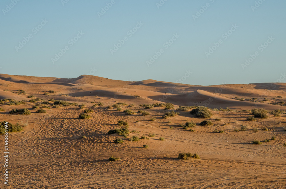 Sand dunes with wind pattern in Wahiba sands desert in morning light Sand dunes with wind pattern in Wahiba sands desert in morning light