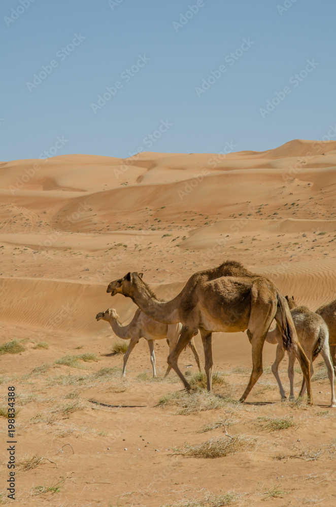 Fototapeta premium Camels walking through Wahiba sands desert in Oman