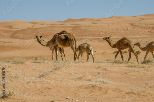 Camels walking through Wahiba sands desert in Oman