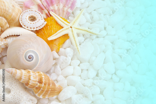 Colorful seashells and starfish on stones background