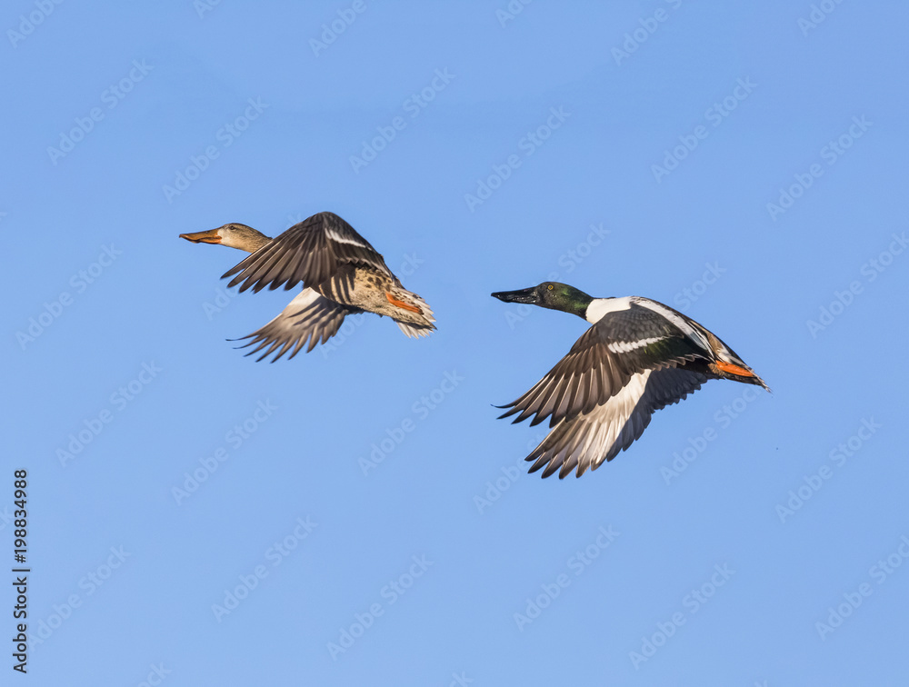 Fototapeta premium Northern Shoveler Pair in Flight