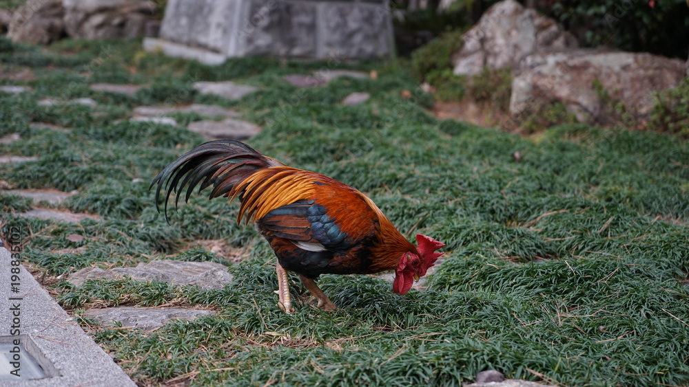 Fototapeta premium 高知大神宮で優雅に餌をついばむ鶏