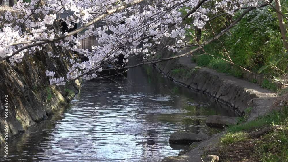 4K・桜の木と小川2_06-54