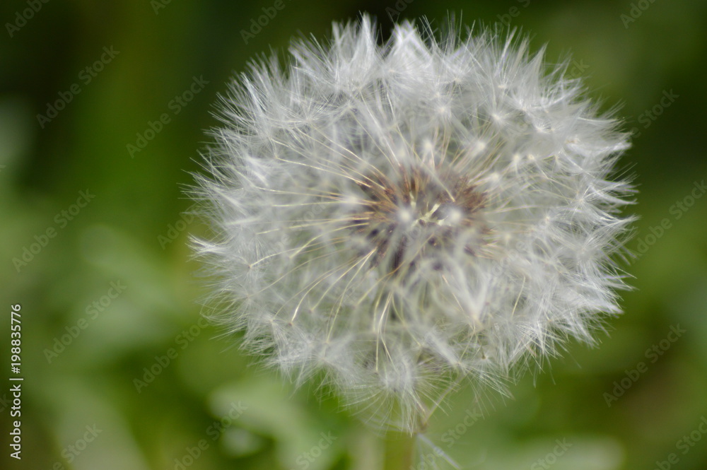 dandelion