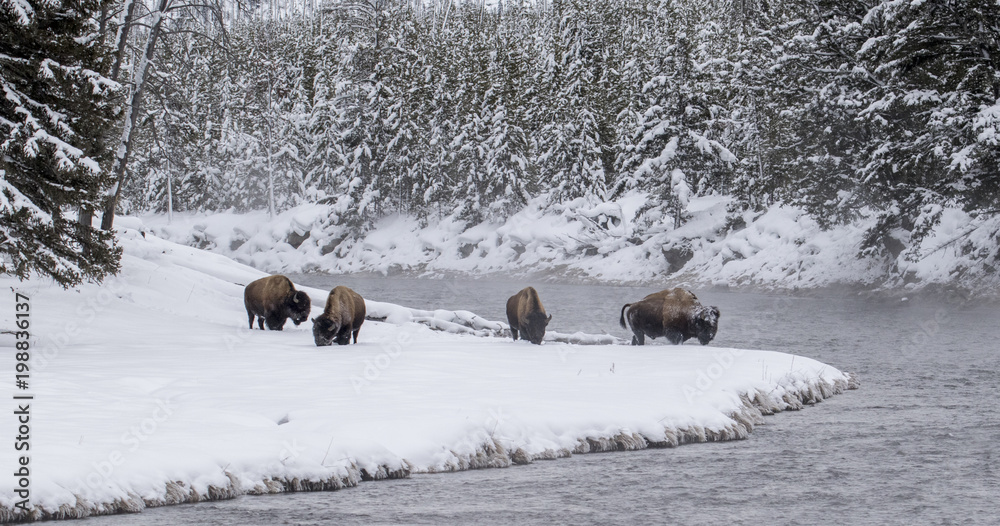 bison herd at snowy bend in the forested yellowstone river bison herd at snowy bend in the forested yellowstone river