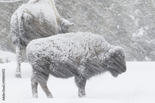bison in a windy blizzard