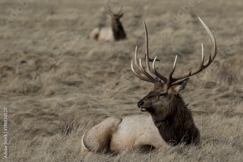 bull elk resting in yellow grass