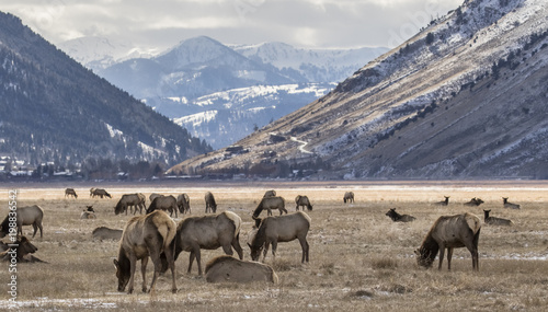 elk feeding by town of jackson © sbthegreenman