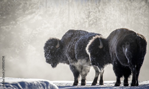 Photo frosty bison steam breath yellowstone