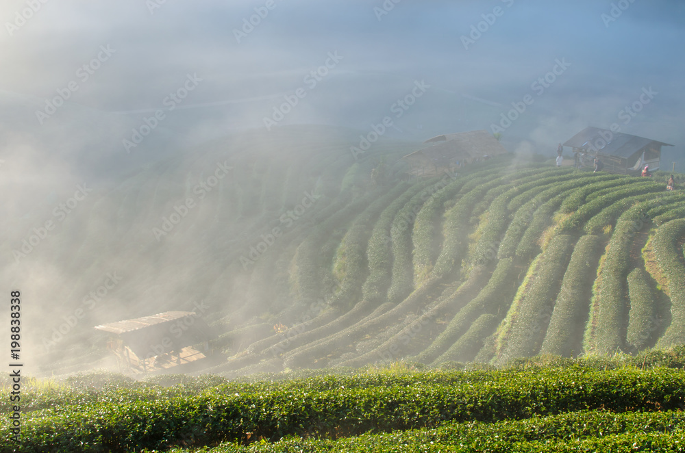 A Landscape View near Strawberry farms Farm at Doi Ang Khang in the Morning with Fog Passing aground. And the Most popular to visit in Thailand.