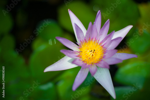 Thai Flower at Ayutthaya World Heritage site, Thailand. Thailand is known as a country of smile.