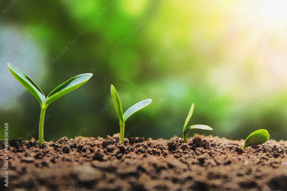 plant seedling growing step in garden. concept agriculture plant seedling growing step in garden. concept agriculture