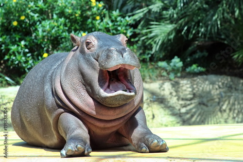 Valokuva hippo