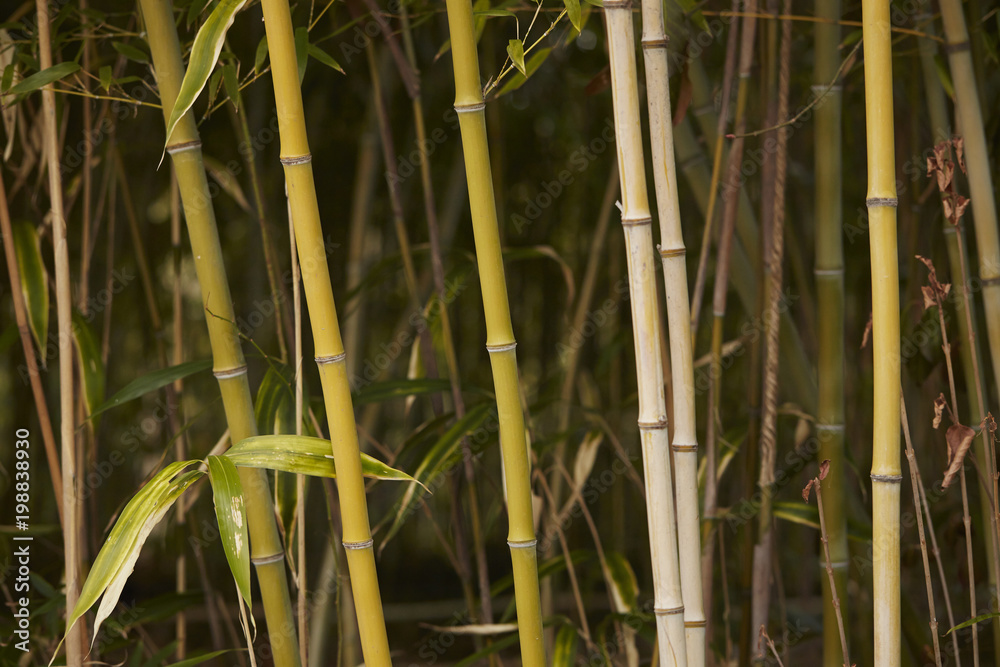 Obraz premium bamboo forest