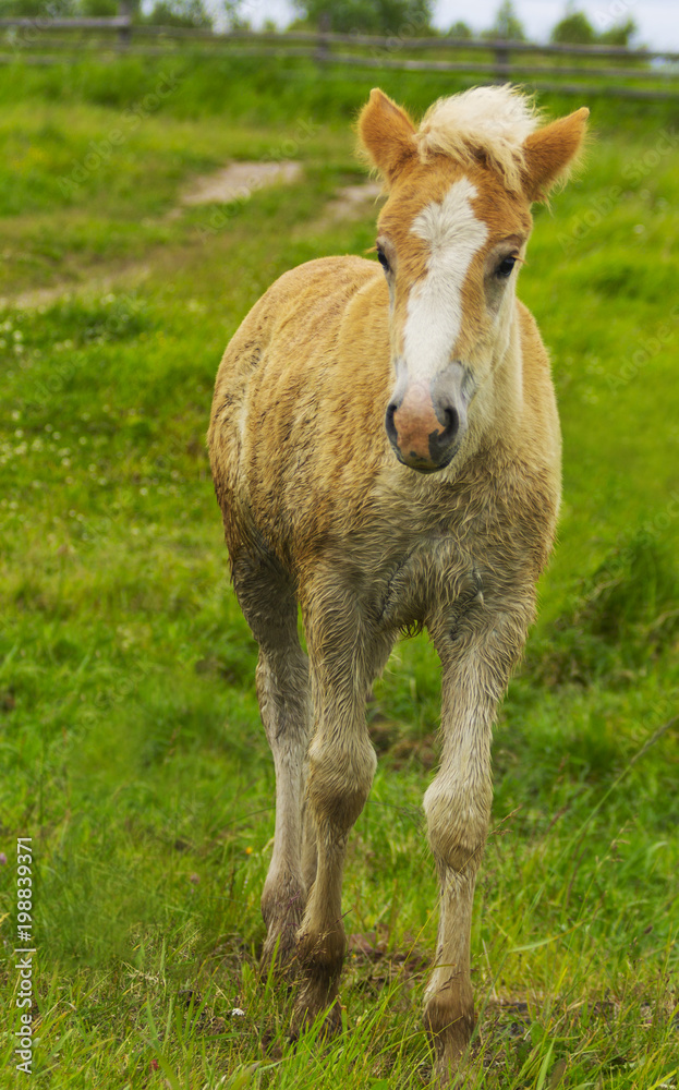 The funny palomino foal is stepping in a countryside. The little cub of a horse is on free-ranging in a field. The horsey is on a freedom on the pasture. The dirty pet is walking in a summer day. The funny palomino foal is stepping in a countryside. The little cub of a horse is on free-ranging in a field. The horsey is on a freedom on the pasture. The dirty pet is walking in a summer day.