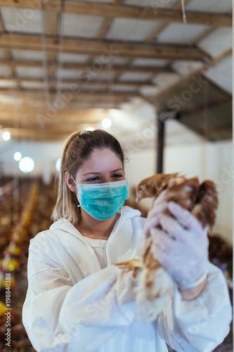 Veterinarian holding a chick in chicken farm. 