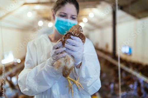 Fototapeta Naklejka Na Ścianę i Meble -  Veterinarian holding a chick in chicken farm. 