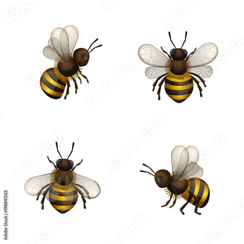 Set of bees isolated on white © Loradora