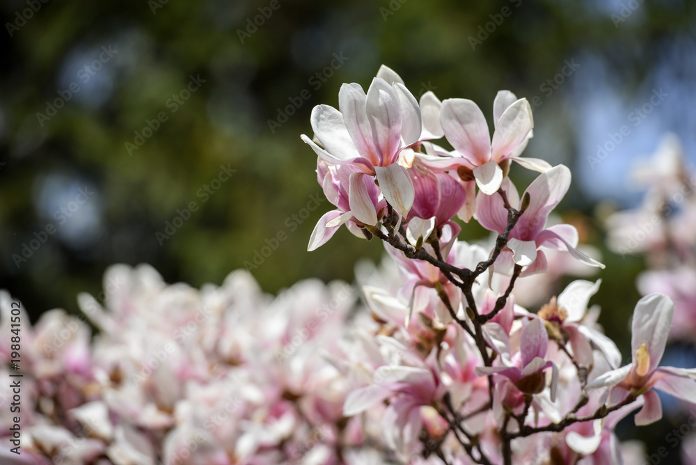 Spring flowers magnolia blossom tree on a bright sunny day Spring flowers magnolia blossom tree on a bright sunny day