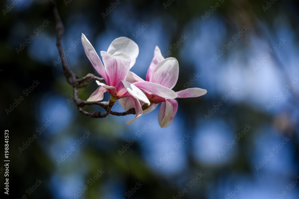 Obraz premium Spring flowers magnolia blossom tree on a bright sunny day