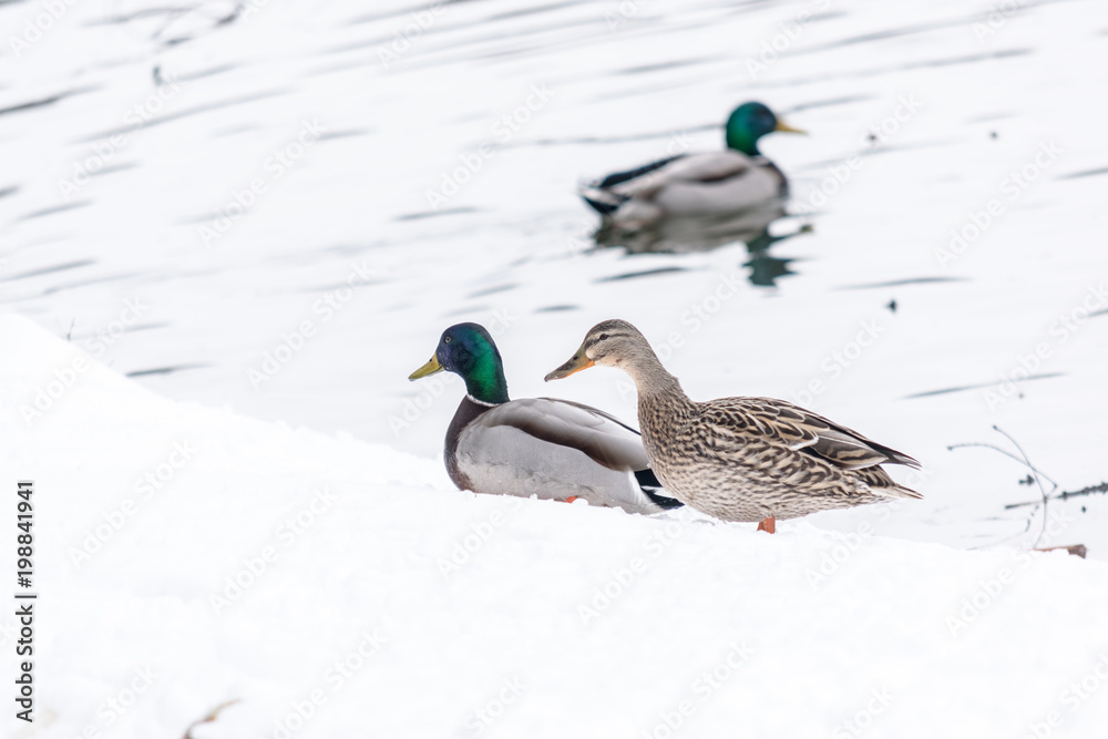 Fototapeta premium Birds in winter