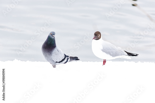 Birds in winter photo