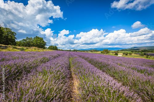 Lavender Field in Provence  France