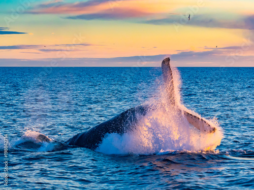 Humpback Whale breaching in deep blue sea at Iceland