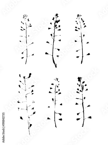 Paint Capsella bursa pastoris for design use. Abstract imprint background. Vector art illustration grunge leaf and flower