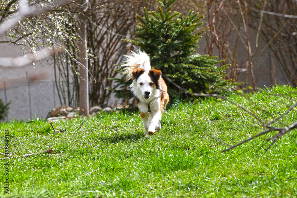 Dog. Spring and summer time. Dogs run on a meadow in nature on a daylight. Happy dog. Dogs play in grass. 