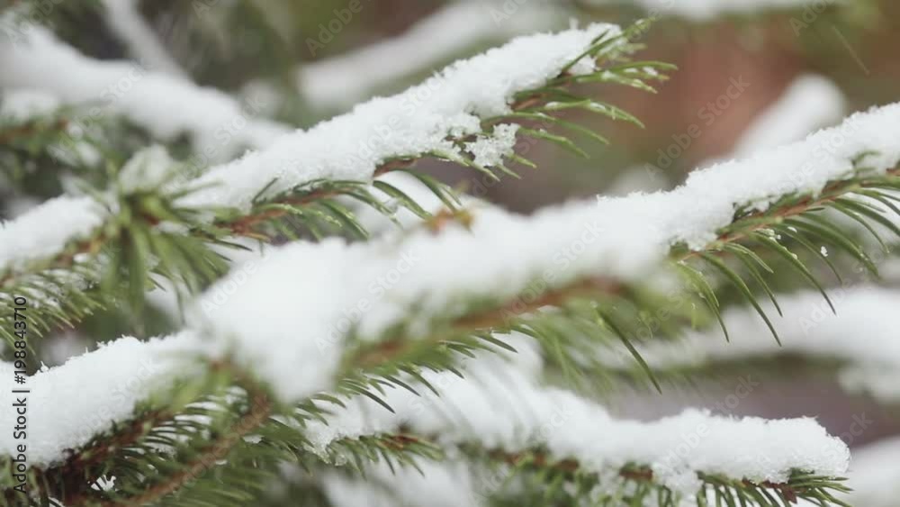 A snow-covered fir tree branch, icy snow falls in the forest. Winter weather. First snow A snow-covered fir tree branch, icy snow falls in the forest. Winter weather. First snow
