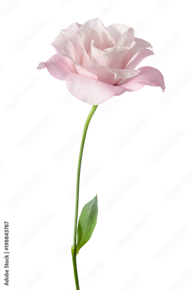 Beautiful Eustoma flower isolated on white background Beautiful Eustoma flower isolated on white background