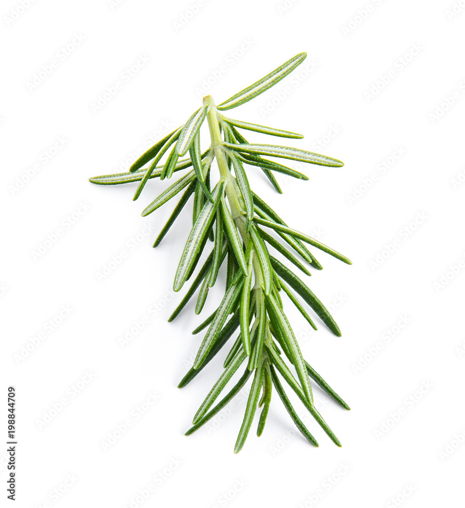 Fototapeta premium Rosemary isolated on white background
